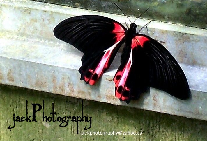 jaekPhotography