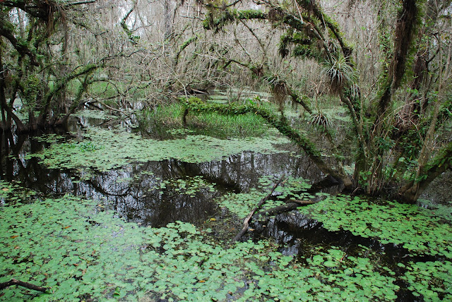 Big Cypress National Preserve
