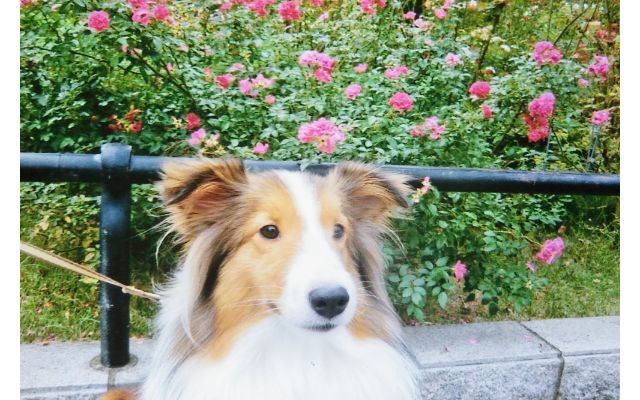 バラの花壇の前でお座りするシェルティ