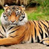 ΕΘΝΙΚΟ ζώο ποιου κράτους είναι η τίγρη;
