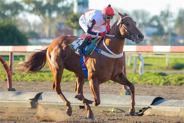 Caballo Great Dance La Plata