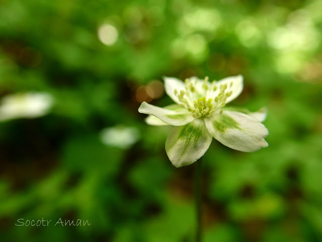 Anemone flaccida