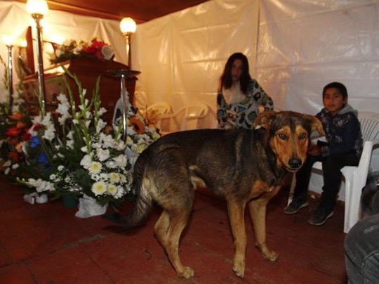 Anjing Bersedih Di Sisi Tuan Yang Telah Mati