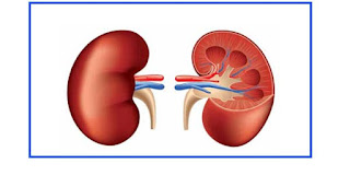 kidneys pain, kidneys function, kidneys definition, kidney stones, kidney problems, kidney in hindi, kidney failure, kidney disease, where is kidney pain felt, what causes kidney pain, right kidney pain, kidney stones, kidney pain treatment, kidney pain location on back, kidney stone pain, where are the kidneys in the body?