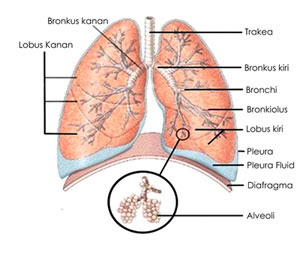 Pengeluaran zat sisa tersebut dilakukan oleh sebuah sistem badan yang disebut  v Sistem Ekskresi pada Manusia, Pembahasan Lengkap !