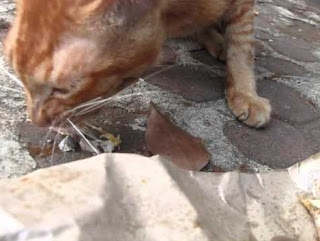 Melakukan Perawatan Kucing Kampung itu Mudah