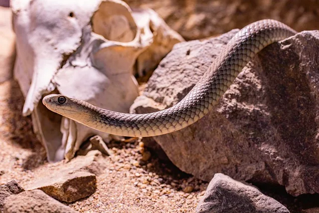 A brown snake perched on a rock inside an enclosure.