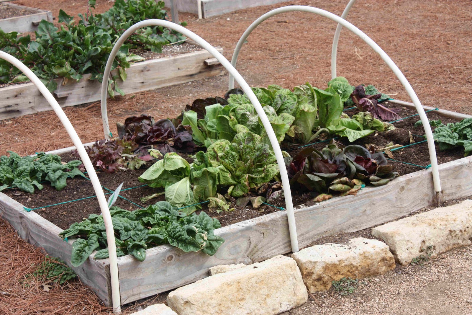 Musings from the Texas Hill Country: Square Foot Gardening Designs