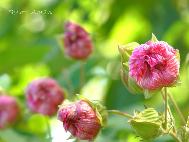 Hibiscus mutabilis