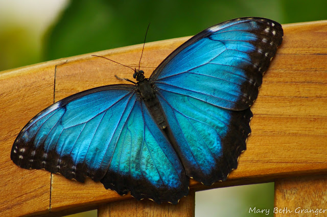 blue butterfly photo by mbgphoto