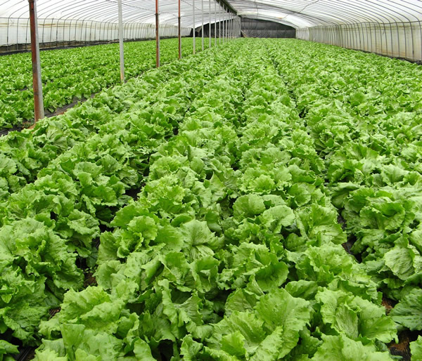 Tenets of Organic Farming