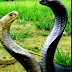 King of Snake - king Cobra  in Hindi and English