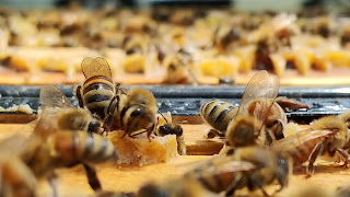 Bees on hive