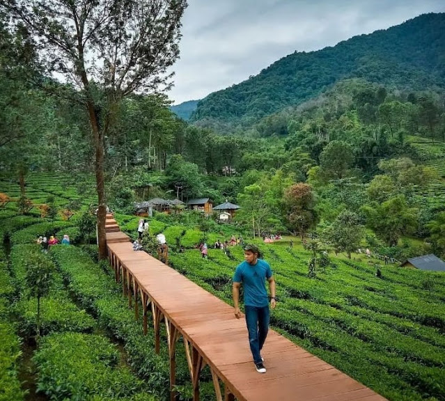 Tea Bridge Gunung Mas Puncak Jam Buka