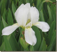 Iris April 2010