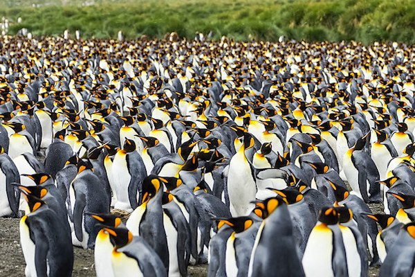 South Georgia Penguins