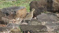 Pacific golden plover – Diamond Head trail, Oahu - © Denise Motard