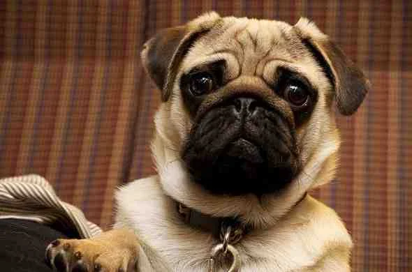 pug-dog-كلب-الباك