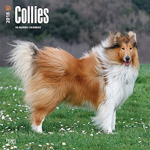 Collies 2018 - 18-Monatskalender mit freier DogDays-App: Original BrownTrout-Kalender [Mehrsprachig] [Kalender] (Wall-Kalender)