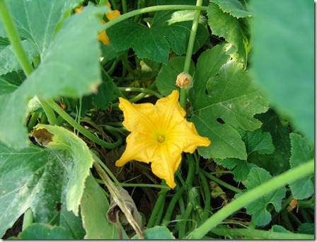 garden and guineas 016
