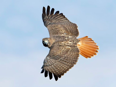 Red-tailed Hawk in flight call