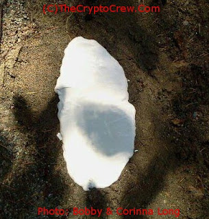 Juvenile bigfoot track casting