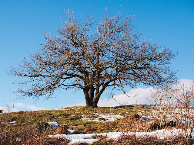 Gipfelbaum