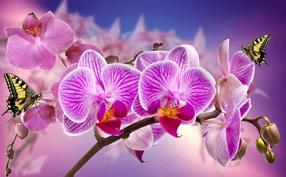 Orquideas - Natureza