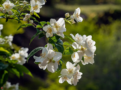 Baika-utsugi (Philadelphus satsumi) flowers: Kaizo-ji