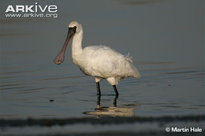 Black faced Spoonbill