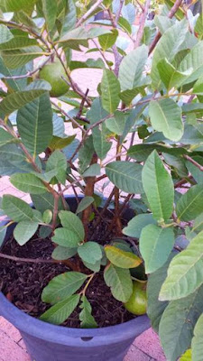 Guava plant growing in a pot