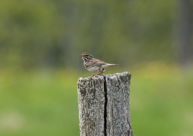 Savannah Sparrow - Fibre, Michigan, USA