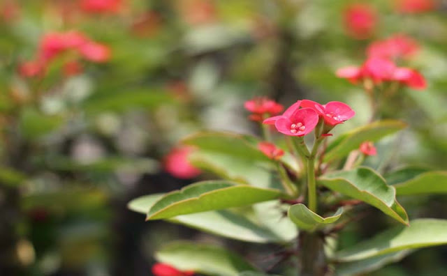 Crown of Thorns Flowers Pictures