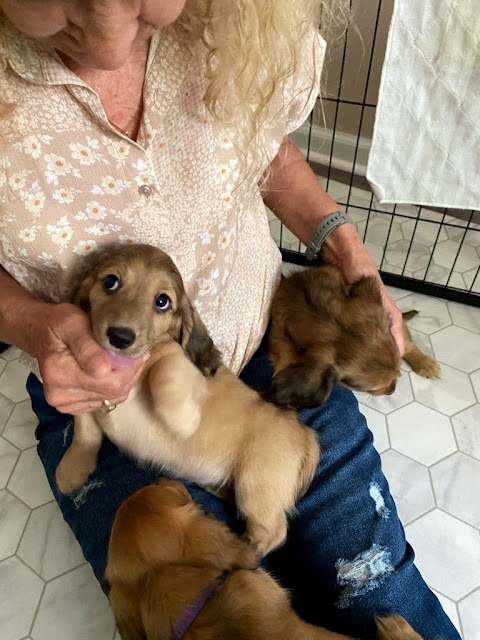 New Puppies. Share NOW. #puppies #dachshunds #baby puppies #eclecticredbarn