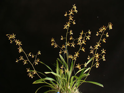 Encyclia diota - Two-eared Encyclia care