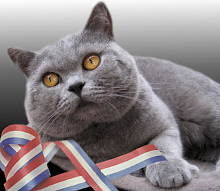 British Shorthair cat pets huisdieren animaux de compagnie Haustiere animais Animale de companie animales domesticos husdjur Evcil Hayvan anifeiliaid anwes domace zvali binatang kesayangan augintiniai animali domestici peatai bet kay lemmikit mga alagang hayop domaci zvirata kucni ljubimci animals domestics maskotak binatang peliharaanpuss pussy pussycat grimalkin kat mace pisik kotka gat macka kocka kass pusa kissa gato katze macska kottur kakis kate qattus kot pisica macka katt kedi con meo kucing