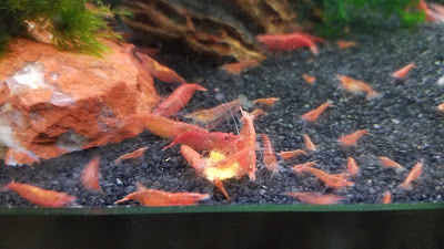 Cherry shrimp are supposedly really easy to breed 8 Mistakes to Avoid When Breeding Cherry Shrimp