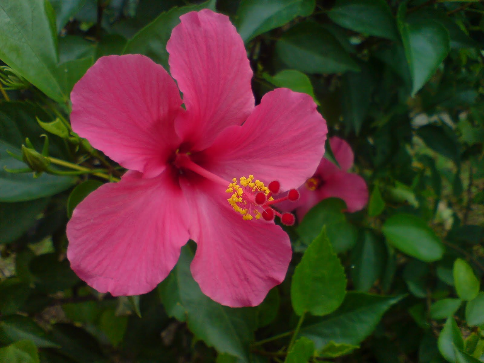 Ku Kupas Tuntas Manfaat Bunga Sepatu  Hibiscus rosa 
