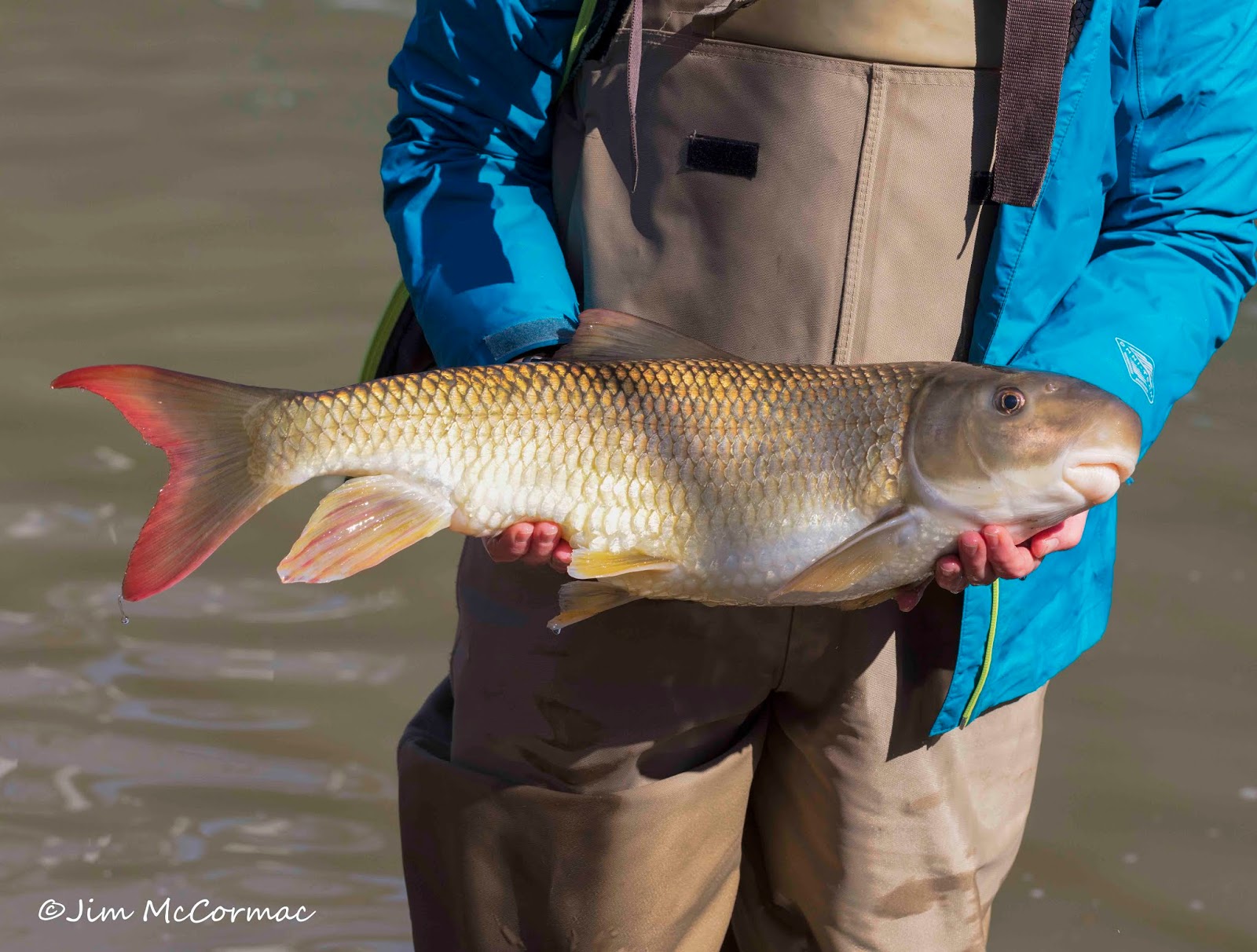 Ohio Birds and Biodiversity: Nature: Outing on Big Darby Creek nets fine  fish find