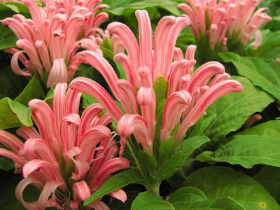 Justicia carnea