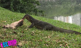 A man was jogging in Japanese Garden, a park located in Jurong East, on Thursday (21 April 2016) when he noticed a two-metre-long monitor lizard eating a stray cat.