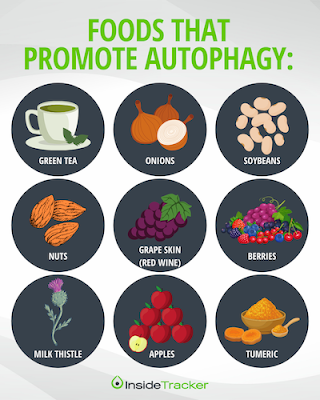 Autophagy promotes food