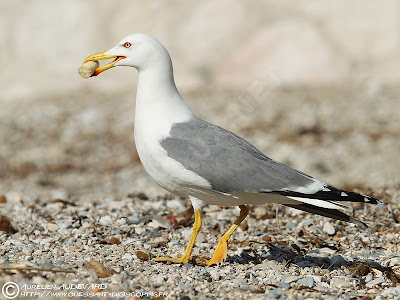 gaviota patiamarilla Larus michahellis