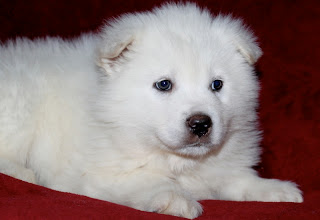 Beautiful White Alaskan Malamute Puppies Photos