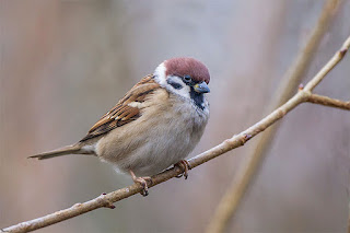 gorrion-molinero-passer-montanus-