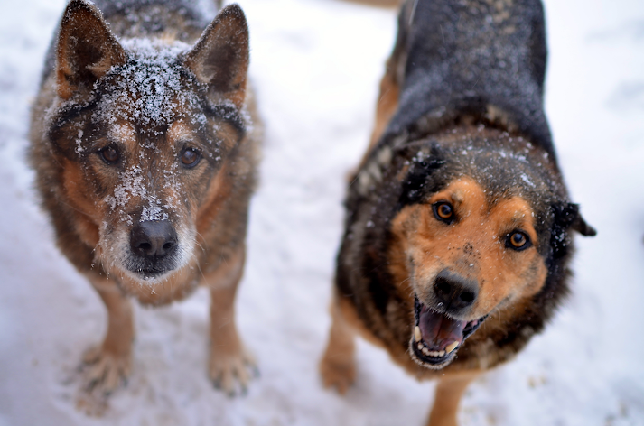 Dogs in the snow