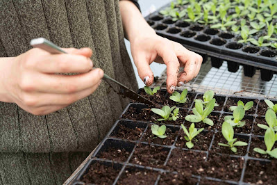 Planting a seedling