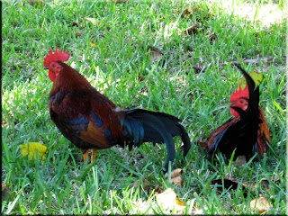 Key West chickens