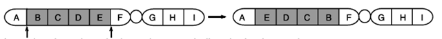 inversi parasentris