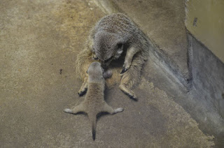 23 Adorable Pictures Of Shy Baby Meerkat And Its Family